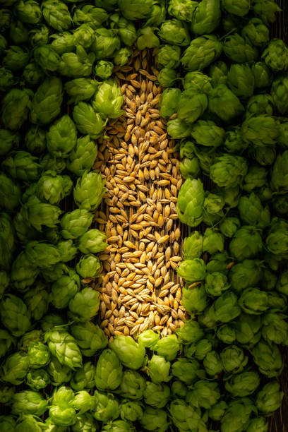 coni verdi e chicchi d'orzo a forma di bottiglia di birra. sfondo del concetto di birrificio. sfondo dei coni di luppolo. - brewery beer barley cereal plant foto e immagini stock