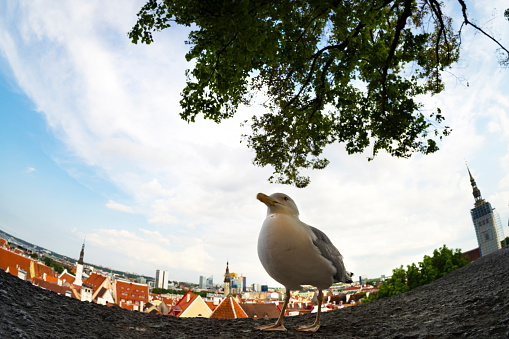 Tallinn, Estonia. July 2022. a seagull in the Kohtuotsa viewing platform in the city center