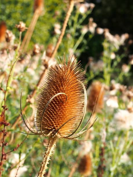 primer plano de una tesela seca marrón en un prado a la luz del sol de otoño - achene fotografías e imágenes de stock