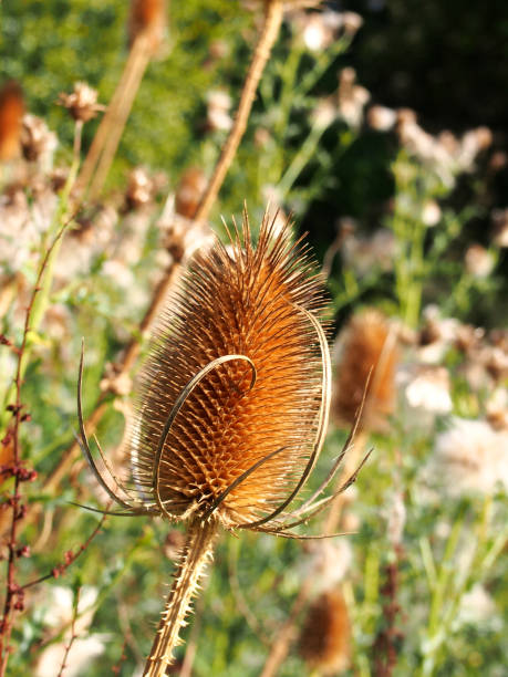 close up of a brown dry teasel in a meadow in autumn sunlight - achene imagens e fotografias de stock