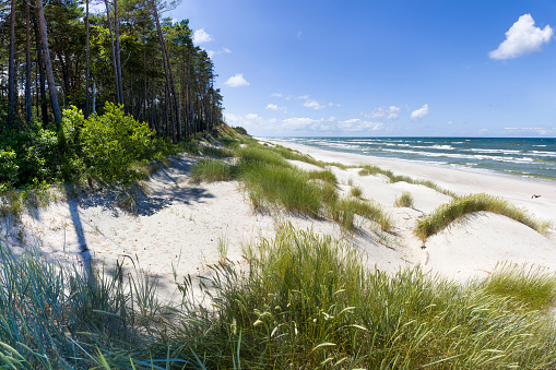 Dunes at the seaside in Central Europe. Vegetation growing on sandy dunes by the sea. Spring season.