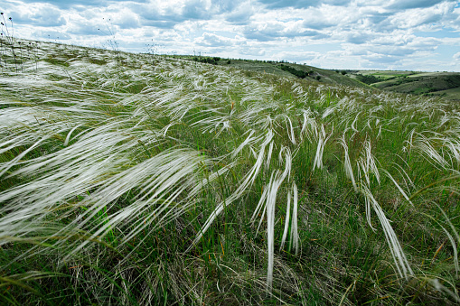 steppe feather grass plant blown by the wind among lush greenery and hills
