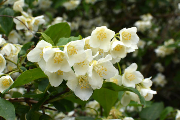 istock Jasmine blooms in the garden 1407561278