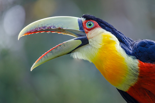 Colorful young Toco Toucan tropical bird in Pantanal, Brazil
