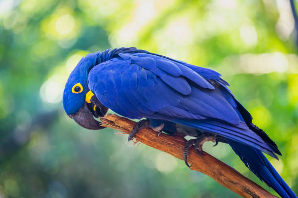 istock hyacinth macaw blue on branch tree in Orlando, USA 1407562296