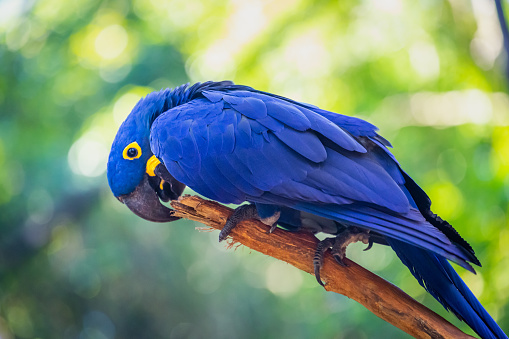 Beatutiful blue hyacinth macaw in Orlando, USA