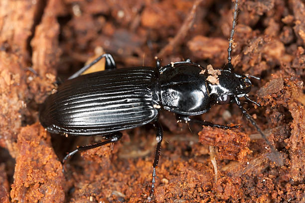 istock Ground beetle on wood, macro photo 140756270