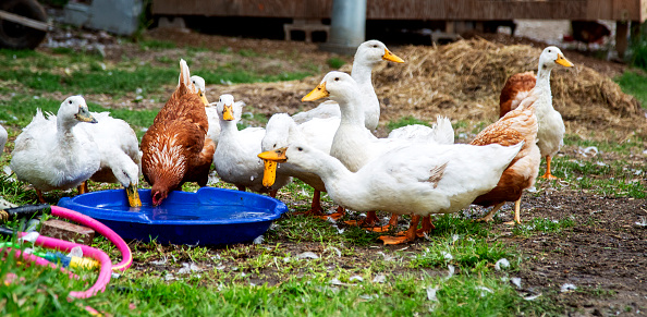 Geese and Hen drink from water dish