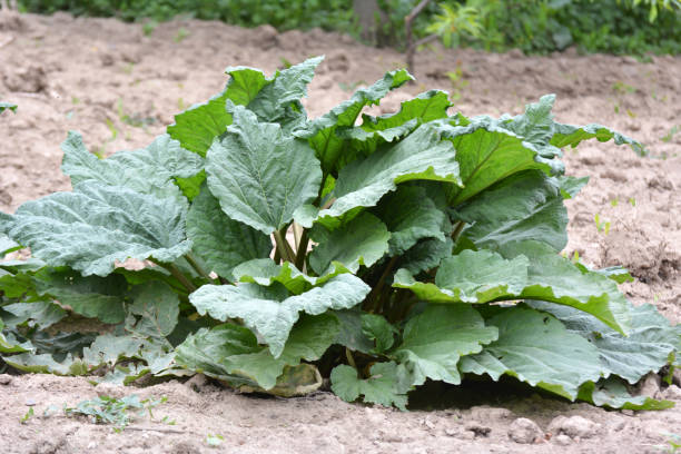istock Rhubarb growing in the garden. 1407564099