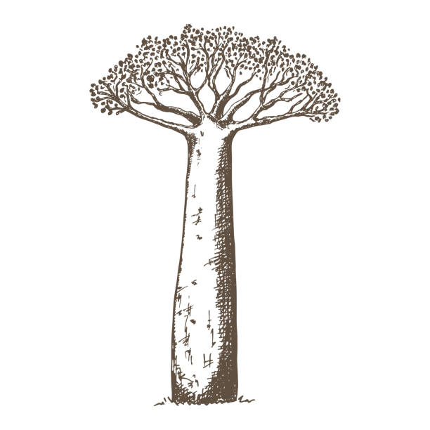 illustrations, cliparts, dessins animés et icônes de baobab de style croquis dessiné à la main - african baobab