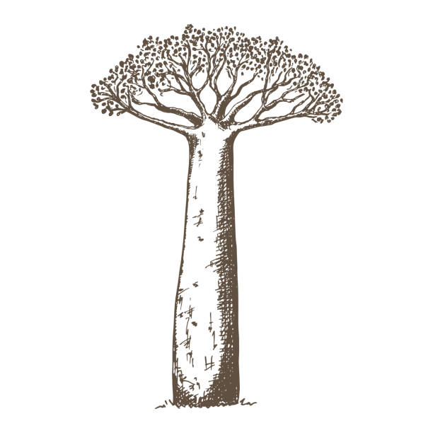 ręcznie rysowane drzewo baobabu w stylu szkicu - african baobab stock illustrations