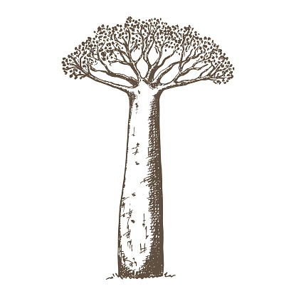 Baobab tree illustration hand drawn in sketch style. African tree.