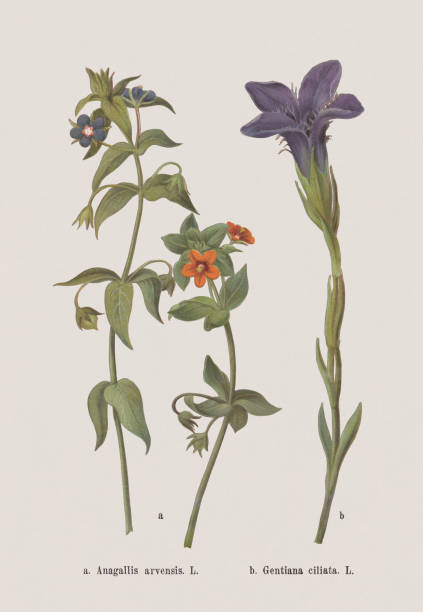 Autumn flowers (Primulaceae, Gentianaceae), chromolithograph, published in 1886 Autumn flowers (Primulaceae, Gentianaceae): a) Scarlet pimpernel (Anagallis arvensis and left: Anagallis foemina Mill., or Anagallis caerulea Schreb.); b) Fringed gentian (Gentianopsis ciliata, or Gentiana ciliata). Chromolithograph after a drawing by Jenny Schermaul (Czech painter (1828 - 1909), published in 1886. drawing of a green lisianthus stock illustrations