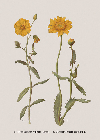 Autumn flowers (Cistaceae, Asteraceae): a) Rock-rose (Helianthemum nummularium, or Helianthemum vulgare); b) Corn marigold (Glebionis segetum, or Chrysanthemum segetum). Chromolithograph after a drawing by Jenny Schermaul (Czech painter (1828 - 1909), published in 1886.