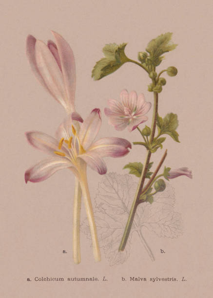 illustrations, cliparts, dessins animés et icônes de fleurs d’automne (colchicaceae, malvaceae), chromolithographie, publiée en 1886 - colchicaceae