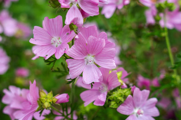 Malva moschata, the musk mallow Malva moschata, the musk mallow or musk-mallow, is a species of flowering plant in the family Malvaceae, native to Europe and southwestern Asia. malva stock pictures, royalty-free photos & images