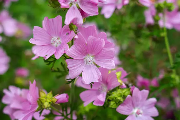 Malva moschata, the musk mallow or musk-mallow, is a species of flowering plant in the family Malvaceae, native to Europe and southwestern Asia.