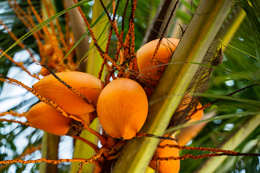 Ripe yellow coconuts hanging on a palm tree. The sun shines brightly through the green foliage
