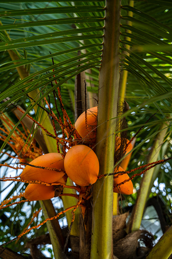 Ripe yellow coconuts on palm tree with blue sky behind them.