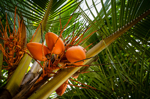 Ripe yellow coconuts on palm tree with blue sky behind them.