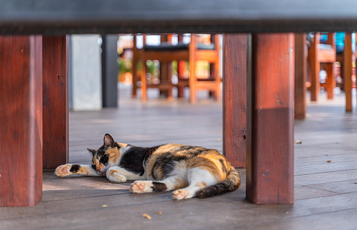 Kitty resting on the floor under the dinner table in an open-air cafe.