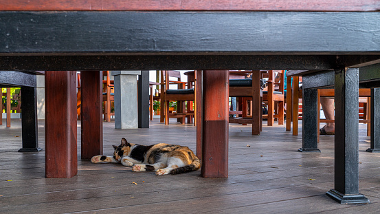 Cute kitty resting under the dinner table in open-air cafe on the floor in Sri Lanka.