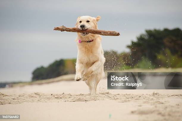 Szczęście Pobieranie - zdjęcia stockowe i więcej obrazów Pies - Pies, Plaża, Golden retriever