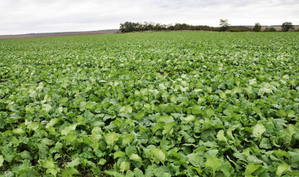 istock In the autumn field grows winter rape 1407565196