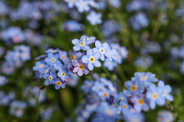istock Myosotis sylvatica, the wood forget-me-not 1407565484
