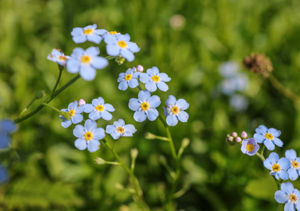 myosotis sylvatica, il legno non-mi-manca - myosotis sylvatica foto e immagini stock