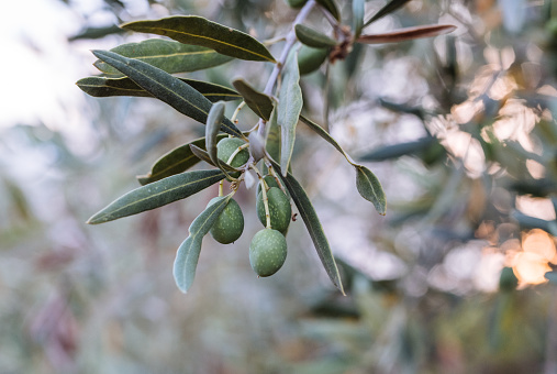 Olives and olive trees
