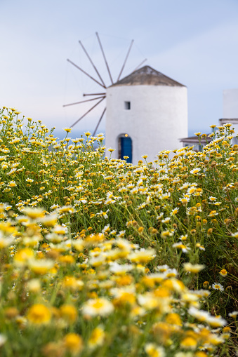 Flowers in foreground, Santorini