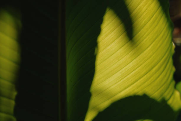 Macro image of leafs