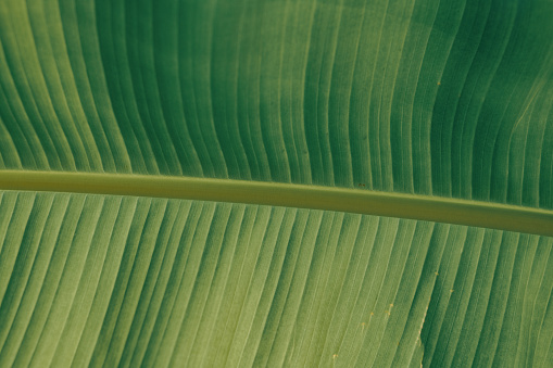 Green leaves texture,tropical leaf for nature background,leaf palm foliage tree,Abstract background