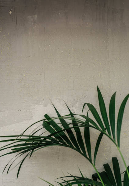 istock Image of a tropical plant inside a house 1407567669