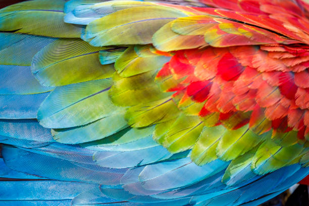 patrón abstracto de plumas de loro guacamayo primer plano - amazonía del per�ú fotografías e imágenes de stock