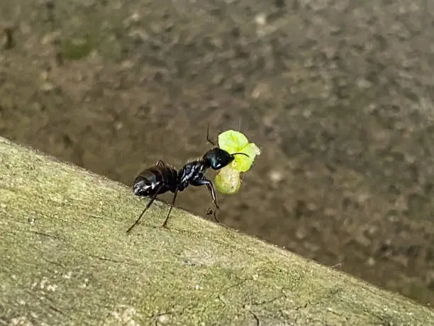 Camponotus Vagus better known the black carpenter ant with a food morsel at the Two Rivers Bridge & Park.