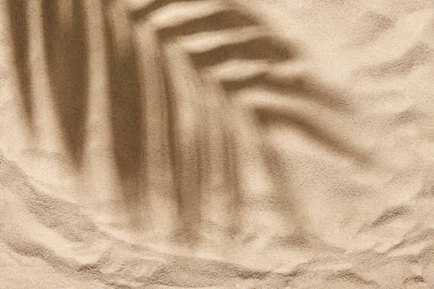 istock Tropical design, sand background and a palm leaf shadow: summer, beach, vacation 1407568721