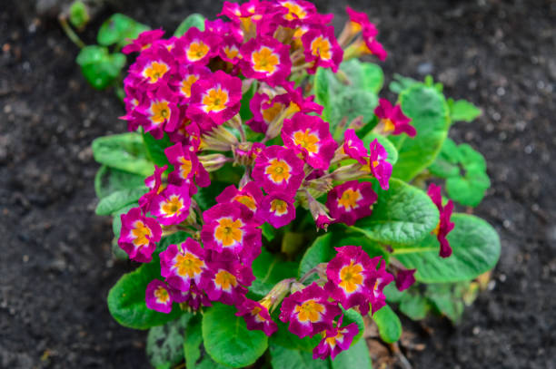 Close up of primrose flowers and petals during flowering. Dark pink flowers of primula plant. Close up of primrose flowers and petals during flowering. Dark pink flowers of primula plant. primula stock pictures, royalty-free photos & images