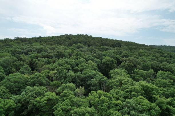 istock Womble mountain and Shawnee national forest 1407568929
