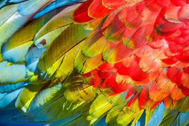 istock Abstract pattern of Macaw parrot feathers close-up 1407569563