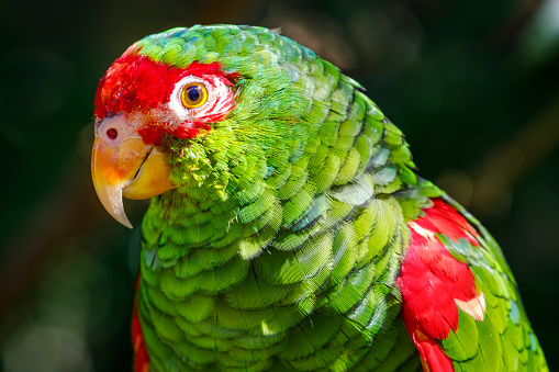 Green parakeet head close-up in Pantanal, Brazil