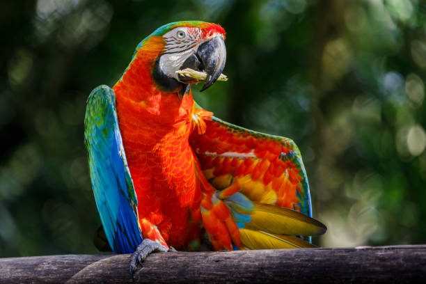 Colorful Macaw parrot eating and looking at camera stock photo