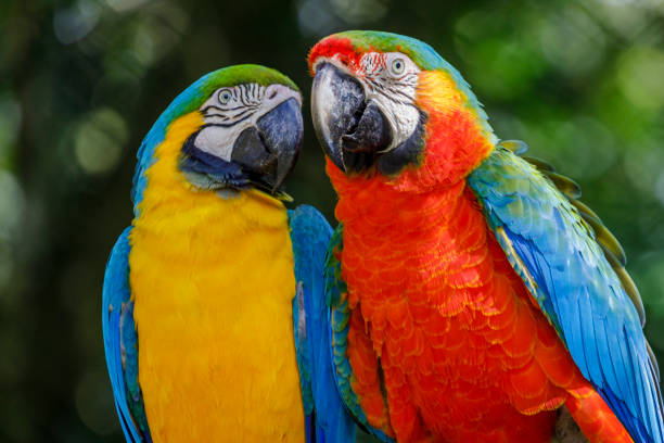 istock Colorful macaw parrots affection together in Pantanal, Brazil 1407570055