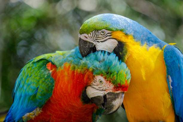istock Colorful macaw parrots affection together in Pantanal, Brazil 1407570086