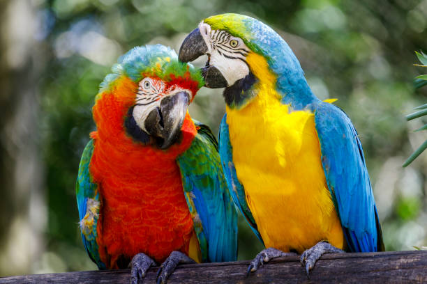 istock Colorful macaw parrots affection together in Pantanal, Brazil 1407570099