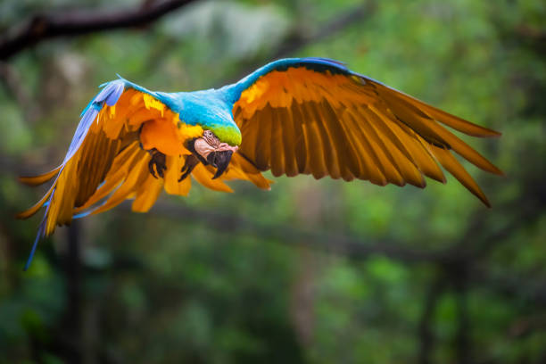 istock Yellow and blue Macaw parrot with open wings hunting 1407570673