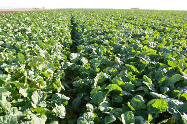istock In the autumn field grows winter rape 1407570681
