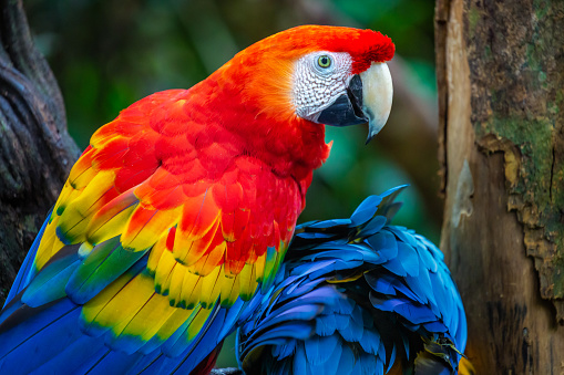 Colorful Macaw parrot back view wings