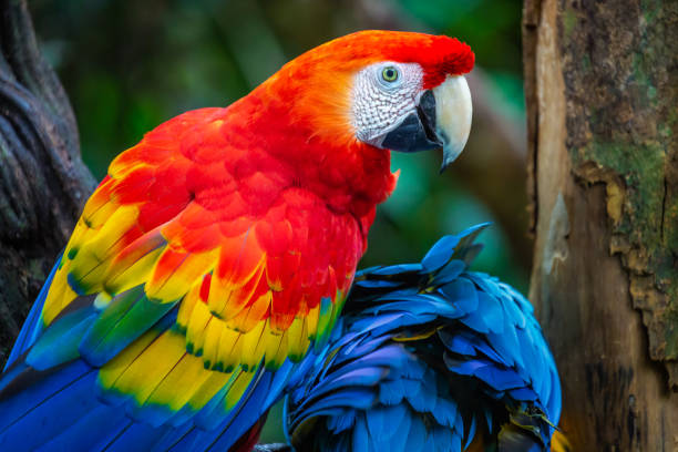 Colorful Macaw parrot back view wings details Colorful Macaw parrot back view wings macaw stock pictures, royalty-free photos & images